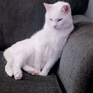 Meet your Posher, Nadine